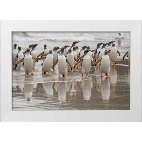 Falkland Islands-Grave Cove Gentoo penguins emerging from ocean  White Modern Wood Framed Art Print by Jaynes Gallery