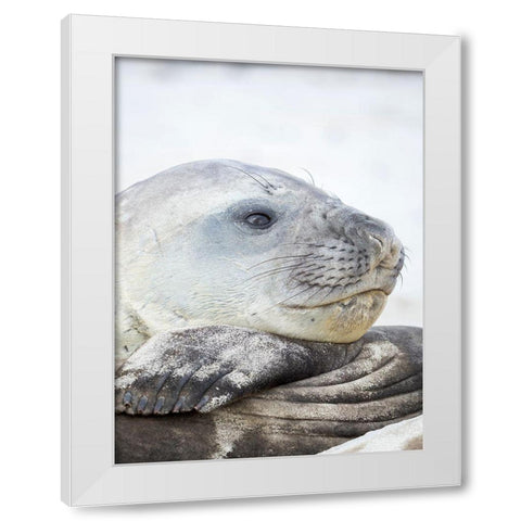Southern elephant seal male-after harem and breeding season on the Falkland Islands White Modern Wood Framed Art Print by Zwick, Martin