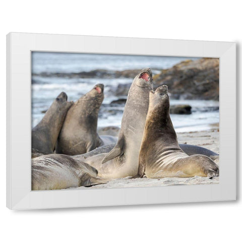 Southern elephant seal after harem and breeding season Young bulls fighting  White Modern Wood Framed Art Print by Zwick, Martin