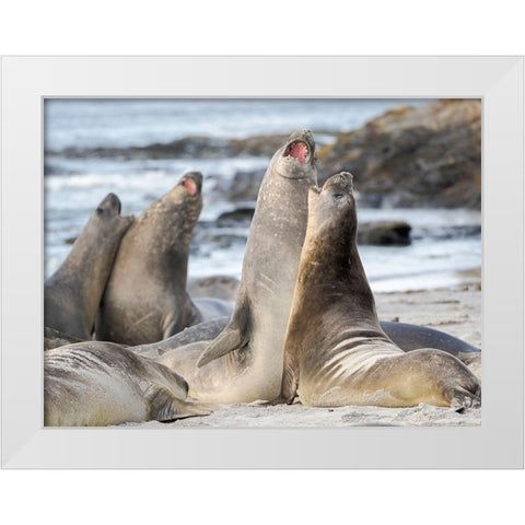 Southern elephant seal after harem and breeding season Young bulls fighting  White Modern Wood Framed Art Print by Zwick, Martin