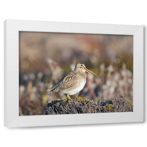 Magellan Snipe taxonomy under dispute-sometimes also called Paraguayan Snipe Falkland Islands White Modern Wood Framed Art Print by Zwick, Martin