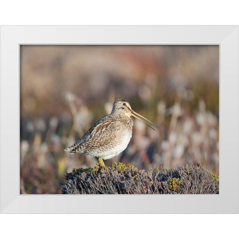 Magellan Snipe taxonomy under dispute-sometimes also called Paraguayan Snipe Falkland Islands White Modern Wood Framed Art Print by Zwick, Martin