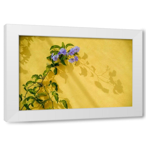 Mexico, Morning glory vine on stucco wall White Modern Wood Framed Art Print by Rotenberg, Nancy