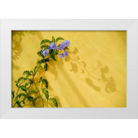 Mexico, Morning glory vine on stucco wall White Modern Wood Framed Art Print by Rotenberg, Nancy