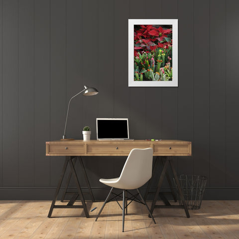 Mexico, Poinsettias with flowering cactus White Modern Wood Framed Art Print by Rotenberg, Nancy