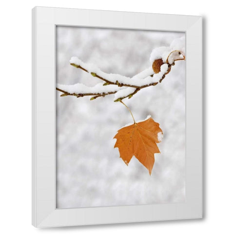 Lone leaf clings to a snowy sycamore tree branch White Modern Wood Framed Art Print by Flaherty, Dennis