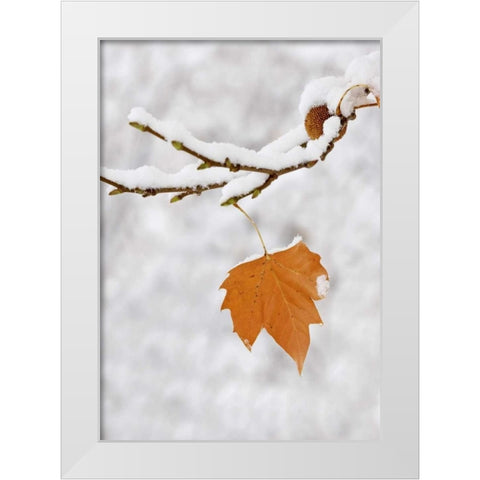 Lone leaf clings to a snowy sycamore tree branch White Modern Wood Framed Art Print by Flaherty, Dennis