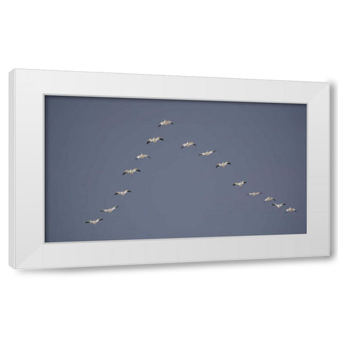 Snow geese flying in V formation White Modern Wood Framed Art Print by Morris, Arthur