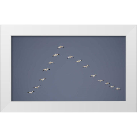 Snow geese flying in V formation White Modern Wood Framed Art Print by Morris, Arthur