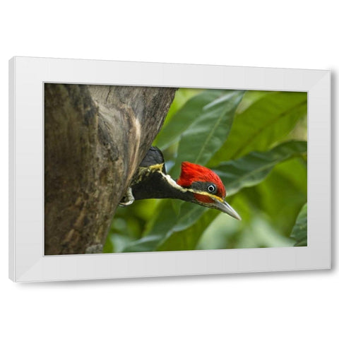 Mexico, Tamaulipas Lineated woodpecker in nest White Modern Wood Framed Art Print by Welling, Dave