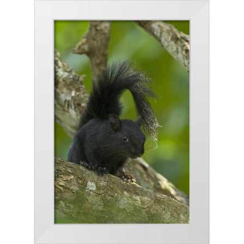 Mexico, Tamaulipas Curious red-bellied squirrel White Modern Wood Framed Art Print by Welling, Dave