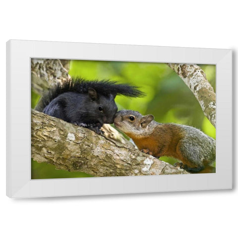 Mexico, Tamaulipas Red-bellied squirrels White Modern Wood Framed Art Print by Welling, Dave
