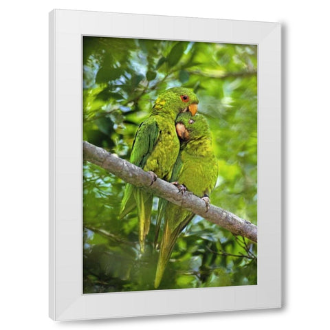 Mexico, Tamaulipas Pair of green parakeets preen White Modern Wood Framed Art Print by Welling, Dave