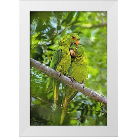 Mexico, Tamaulipas Pair of green parakeets preen White Modern Wood Framed Art Print by Welling, Dave