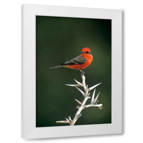 Mexico, Tamaulipas Vermillion flycatcher perched White Modern Wood Framed Art Print by Welling, Dave