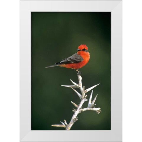 Mexico, Tamaulipas Vermillion flycatcher perched White Modern Wood Framed Art Print by Welling, Dave