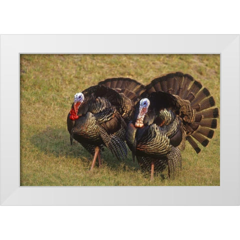 Mexico, Tamaulipas State Tom turkeys in display White Modern Wood Framed Art Print by Welling, Dave
