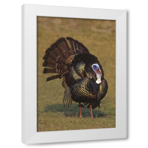 Mexico, Tamaulipas Tom turkey in mating display White Modern Wood Framed Art Print by Welling, Dave