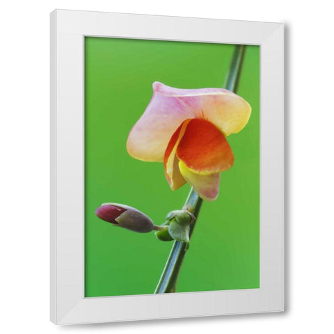Close-up of Scotch broom flower and bud on stem White Modern Wood Framed Art Print by Flaherty, Dennis