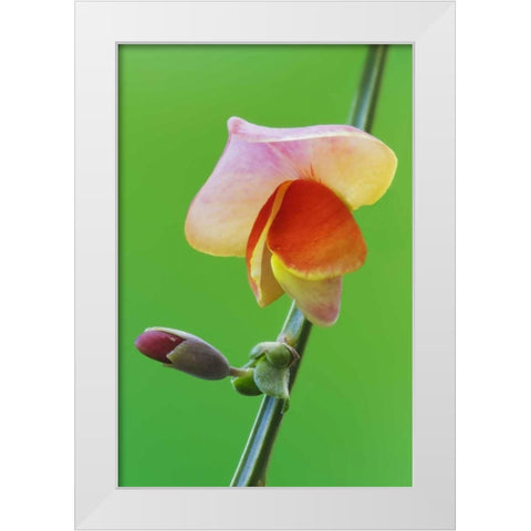 Close-up of Scotch broom flower and bud on stem White Modern Wood Framed Art Print by Flaherty, Dennis