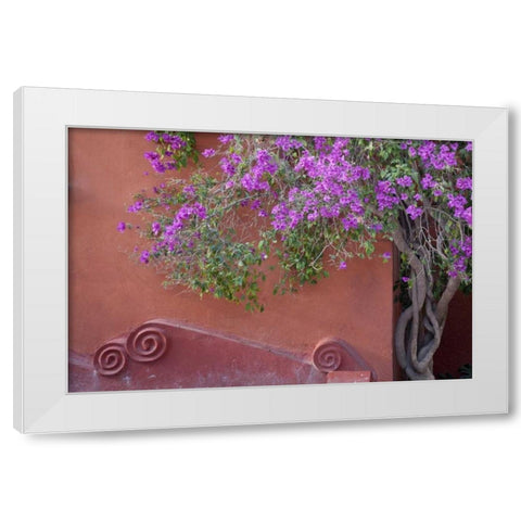 Mexico Bougainvillea tree next to wall White Modern Wood Framed Art Print by Paulson, Don