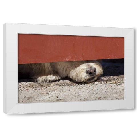 Mexico Dog with nose under door White Modern Wood Framed Art Print by Paulson, Don