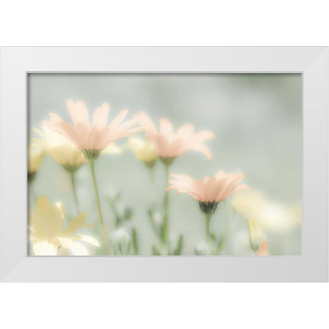 Mexico Blooming desert flowers White Modern Wood Framed Art Print by Paulson, Don