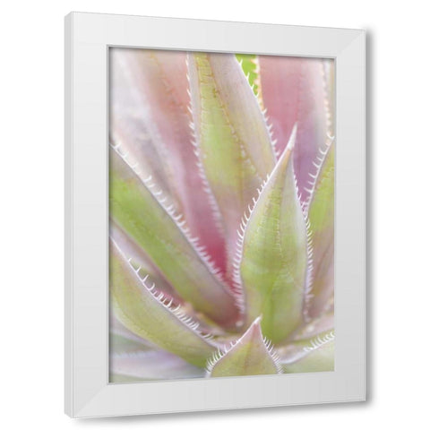 Mexico, San Miguel de Allende Yucca plant White Modern Wood Framed Art Print by Paulson, Don