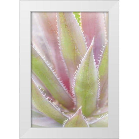 Mexico, San Miguel de Allende Yucca plant White Modern Wood Framed Art Print by Paulson, Don