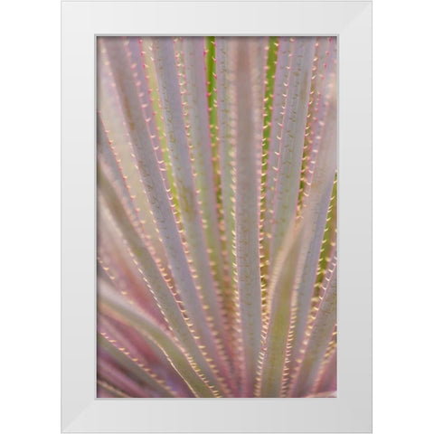 Mexico, San Miguel de Allende Yucca plant White Modern Wood Framed Art Print by Paulson, Don