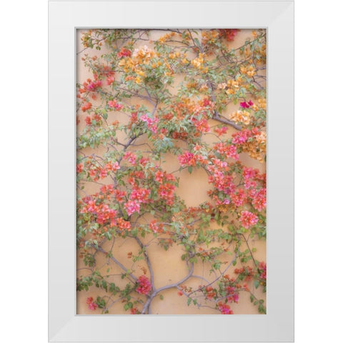 Mexico Bougainvillea growing on wall White Modern Wood Framed Art Print by Paulson, Don