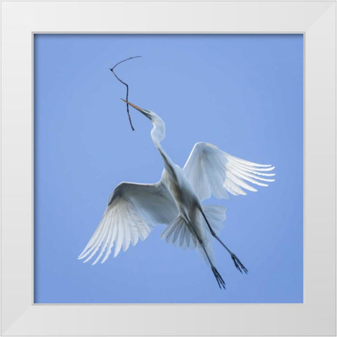 Mexico Great egret flying with nesting material White Modern Wood Framed Art Print by Paulson, Don
