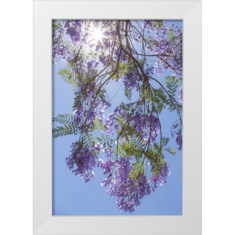 Mexico Sunburst through jacaranda tree White Modern Wood Framed Art Print by Paulson, Don