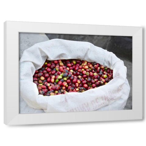 Mexico, Sierra Madre Mts Raw coffee beans in bag White Modern Wood Framed Art Print by Ross, Steve