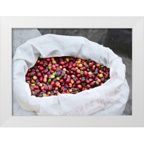 Mexico, Sierra Madre Mts Raw coffee beans in bag White Modern Wood Framed Art Print by Ross, Steve