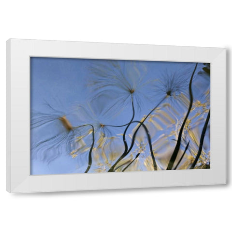 Mexico, Baja California, Tecate Pool reflection White Modern Wood Framed Art Print by Paulson, Don