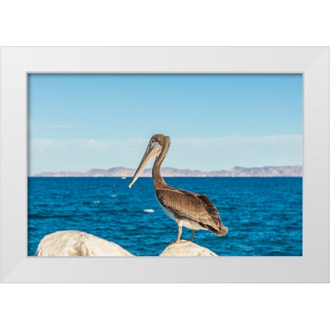 Loreto- Baja California Sur- Mexico. A Brown pelican along the shore of the Sea of Cortez. White Modern Wood Framed Art Print by Wilson, Emily M.
