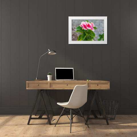 Loreto- Baja California Sur- Mexico. A pink flower along the street. White Modern Wood Framed Art Print by Wilson, Emily M.