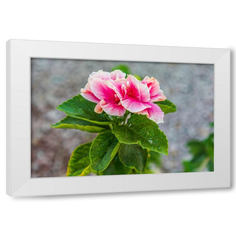 Loreto- Baja California Sur- Mexico. A pink flower along the street. White Modern Wood Framed Art Print by Wilson, Emily M.