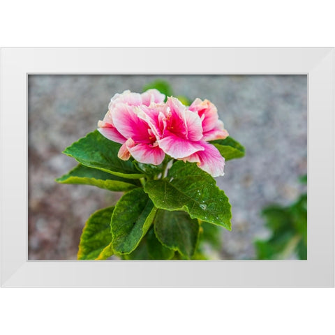 Loreto- Baja California Sur- Mexico. A pink flower along the street. White Modern Wood Framed Art Print by Wilson, Emily M.