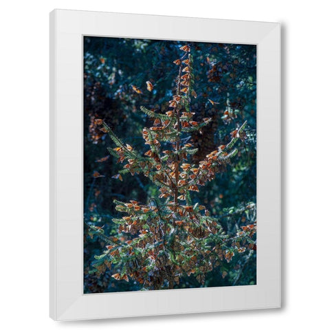 A monarch butterfly Christmas Tree-El Rosario Reserve-Mexico White Modern Wood Framed Art Print by Garber, Howie