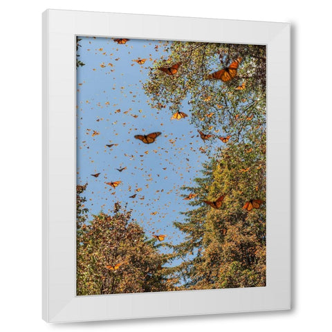 Masses of monarch butterflies in Flight-Cerro Pelon monarch butterfly reserve-Michoacan-Mexico White Modern Wood Framed Art Print by Garber, Howie