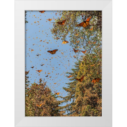 Masses of monarch butterflies in Flight-Cerro Pelon monarch butterfly reserve-Michoacan-Mexico White Modern Wood Framed Art Print by Garber, Howie