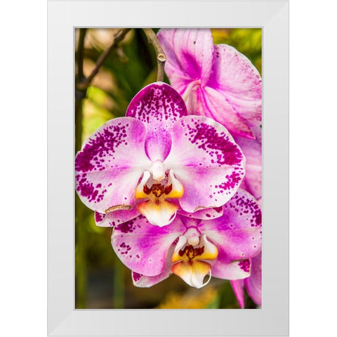 Flowers at the Puerto Vallarta Botanical Garden-Puerto Vallarta-Jalisco-Mexico White Modern Wood Framed Art Print by DeFreitas, Michael