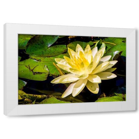 Water lily Puerto Vallarta Botanical Garden-Puerto Vallarta-Jalisco-Mexico White Modern Wood Framed Art Print by DeFreitas, Michael