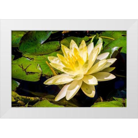 Water lily Puerto Vallarta Botanical Garden-Puerto Vallarta-Jalisco-Mexico White Modern Wood Framed Art Print by DeFreitas, Michael