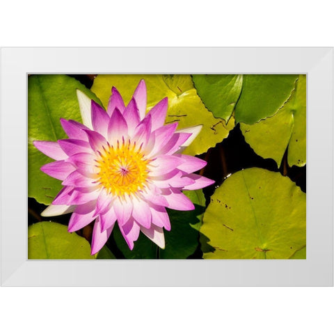 Water lily Puerto Vallarta Botanical Garden-Puerto Vallarta-Jalisco-Mexico White Modern Wood Framed Art Print by DeFreitas, Michael