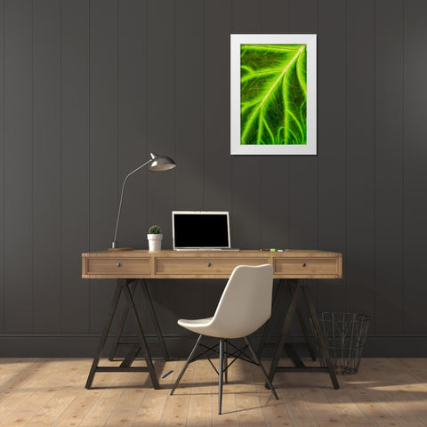 Leaf veins Puerto Vallarta Botanical Garden-Puerto Vallarta-Jalisco-Mexico White Modern Wood Framed Art Print by DeFreitas, Michael