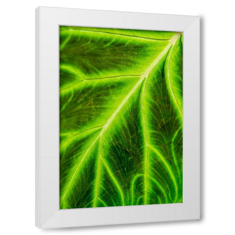 Leaf veins Puerto Vallarta Botanical Garden-Puerto Vallarta-Jalisco-Mexico White Modern Wood Framed Art Print by DeFreitas, Michael