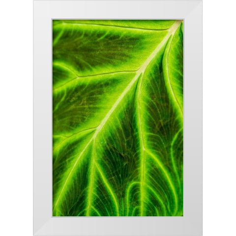 Leaf veins Puerto Vallarta Botanical Garden-Puerto Vallarta-Jalisco-Mexico White Modern Wood Framed Art Print by DeFreitas, Michael